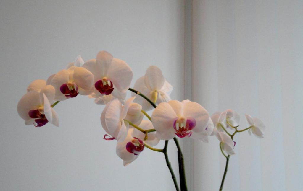 Black Pearl Apartment Hotel Reykjavík Zewnętrze zdjęcie